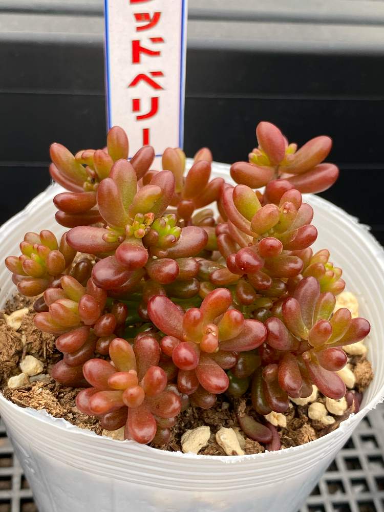 畑の画像 by ひらさん | 畑とレッドベリーとセダム属と多肉植物とcactusと毎日投稿と多肉大好きと癒しとGS映えとサボテン大好きとビニールハウスと多肉のある暮らしとGSのみなさんに感謝♡とおうち園芸とつぶつぶの日と多肉女子と多肉植物とサボテンと多肉好きとサボさんと初めてと毎日癒されます