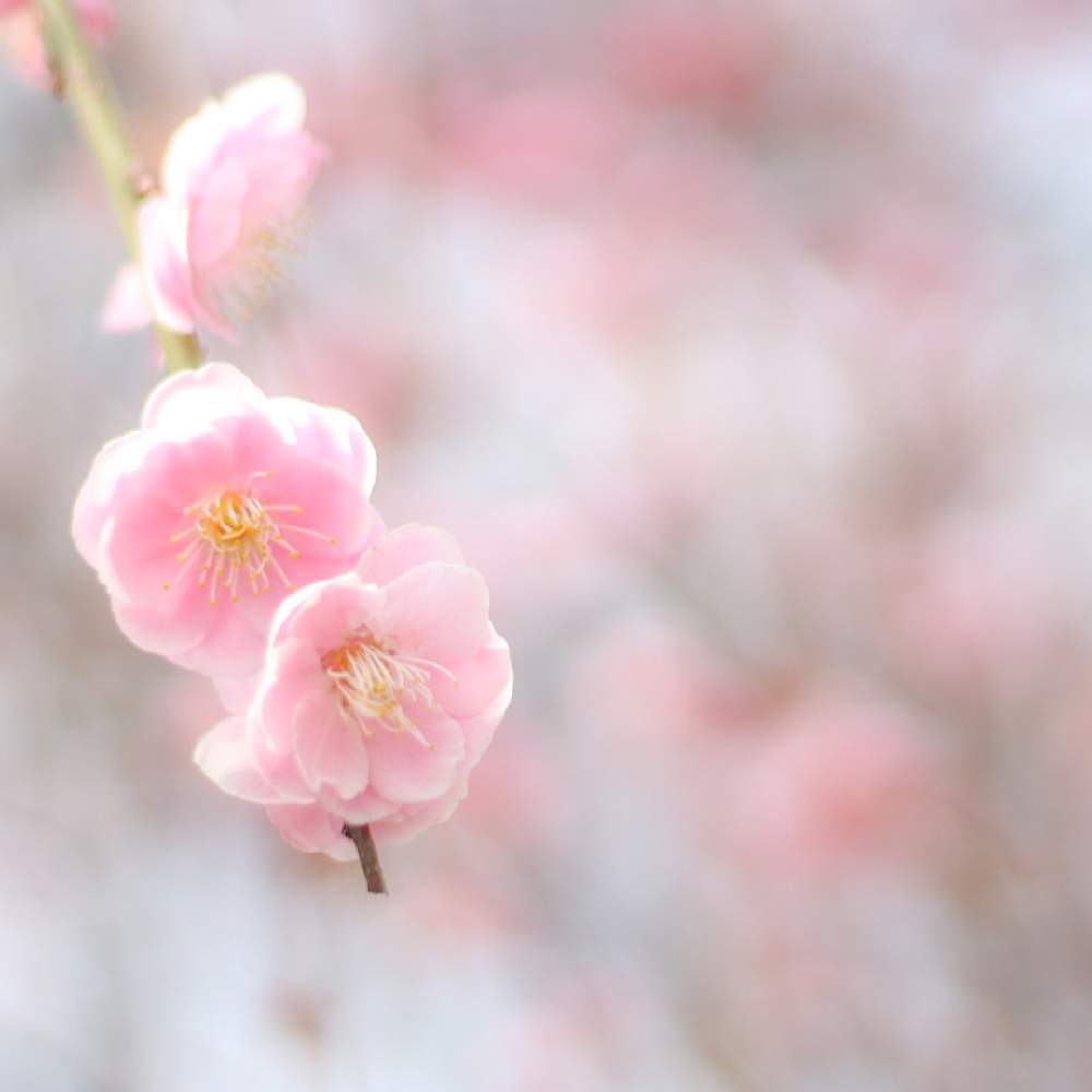 お出かけ先の画像 by toto*coさん | お出かけ先と梅の花と梅の花 ピンクとウメと 梅の花と癒しとピンクの梅の花と季節の花と可愛いとガーデニングと花のある暮らしと見てくれてありがとう♡とお花好き