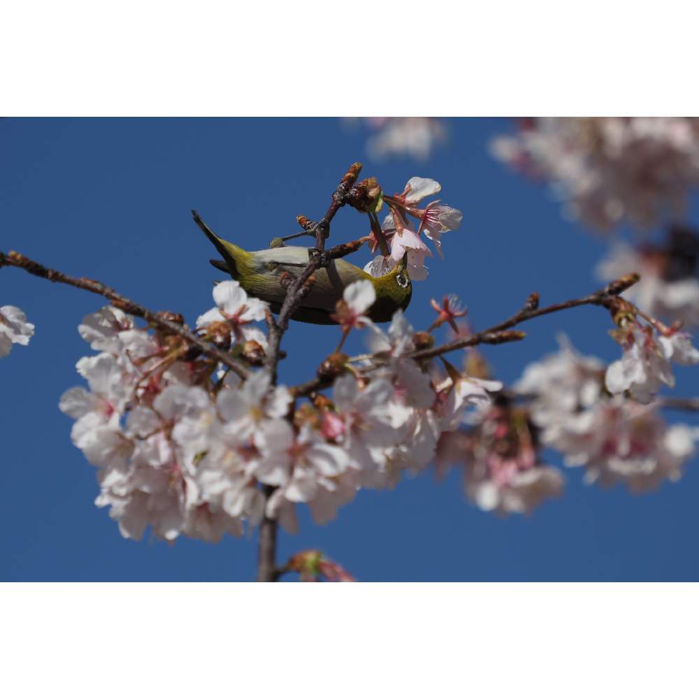 お出かけ先の画像 by 我楽多さん | お出かけ先とサクラとお散歩(花)とお散歩(鳥さん)と大船フラワーセンターとOM-D E-M1ⅡとOLY 40-150mm F2.8 Proとサクジロウとお散歩とメジロ