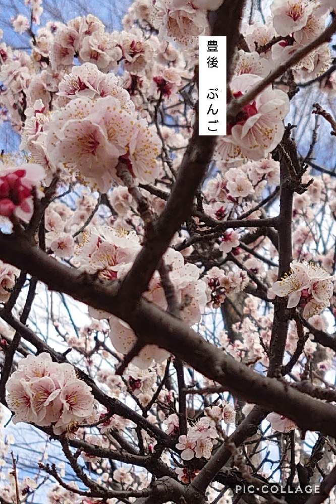 の画像 by トリトンさん | 豊後梅とうめとキュンキュン乙女倶楽部と医療・介護の皆様に感謝と春よ来い、早く来いと山火事鎮火を願ってと癒やされる♡とGS日和と羽根木公園としあわせ運べるようにと地震お見舞い申し上げますとキュンキュン乙女倶楽部No.183と青空とコラボシリーズとかわいいとGS散歩☆世田谷