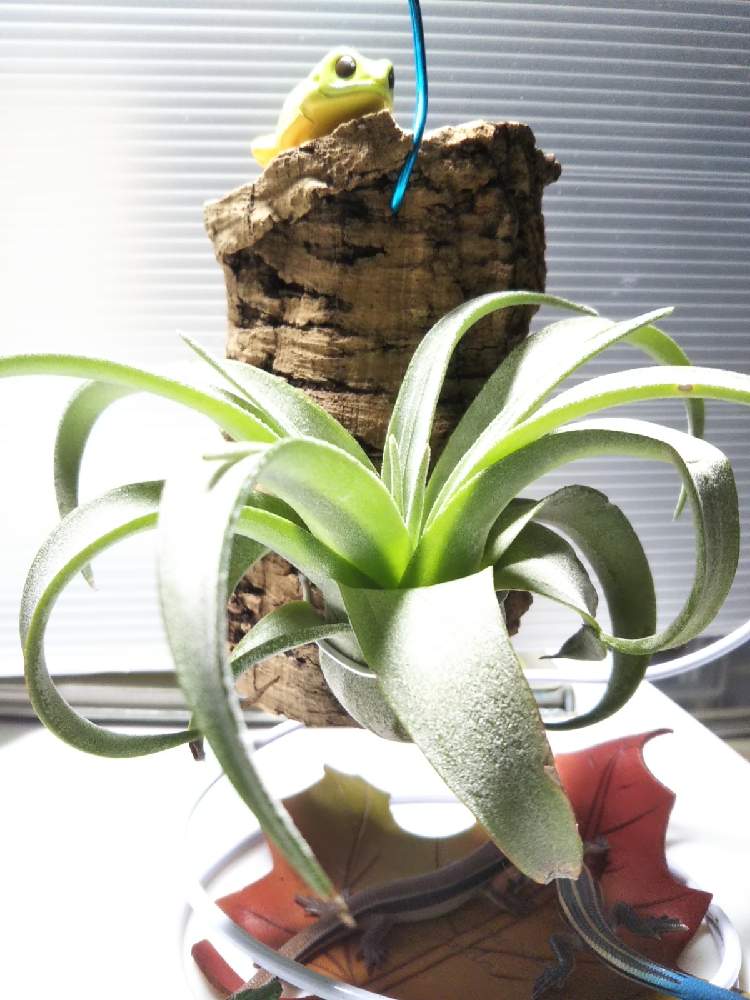 部屋の画像 by KELO-GUさん | 部屋と着生植物と観葉植物と植物のある暮らしとエアブロメリアとGS映えとひやみかち首里城!とおうち園芸と植中毒とチランジア ストレプトフィラと珍奇植物と植物に男前なんてないとエアープランツ/チランジア