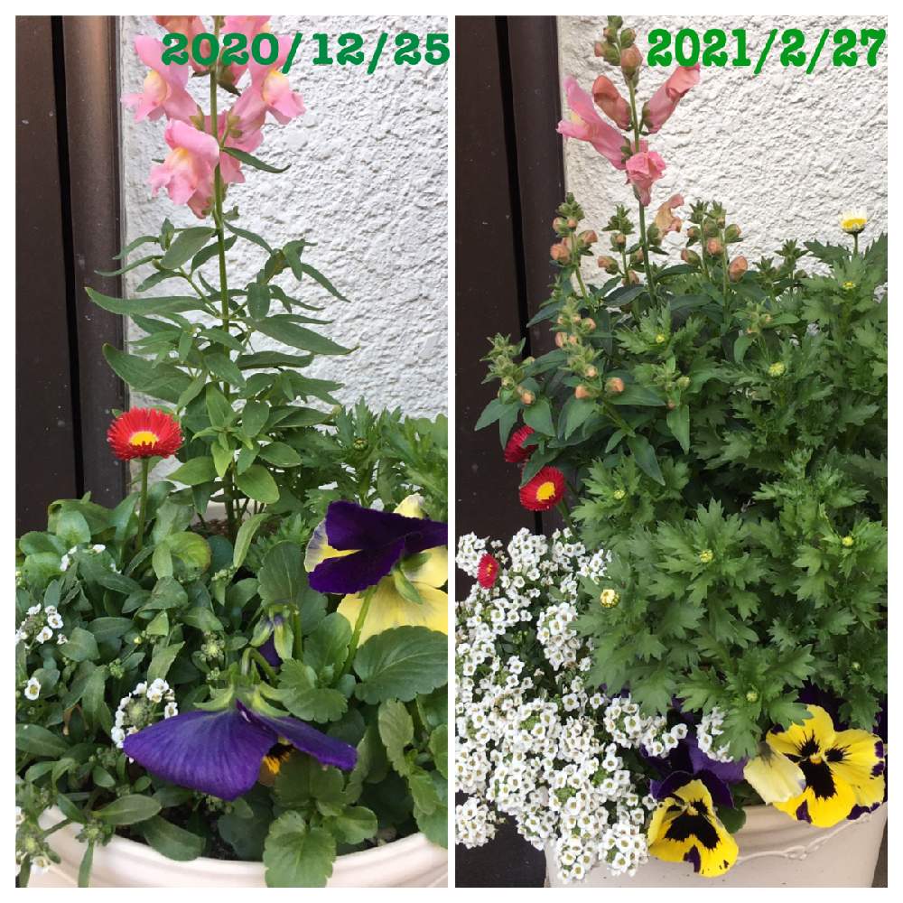 玄関の画像 by みゅうさん | 玄関と寄せ植えと季節の花とおうち園芸とガーデニング初心者と花のある暮らし