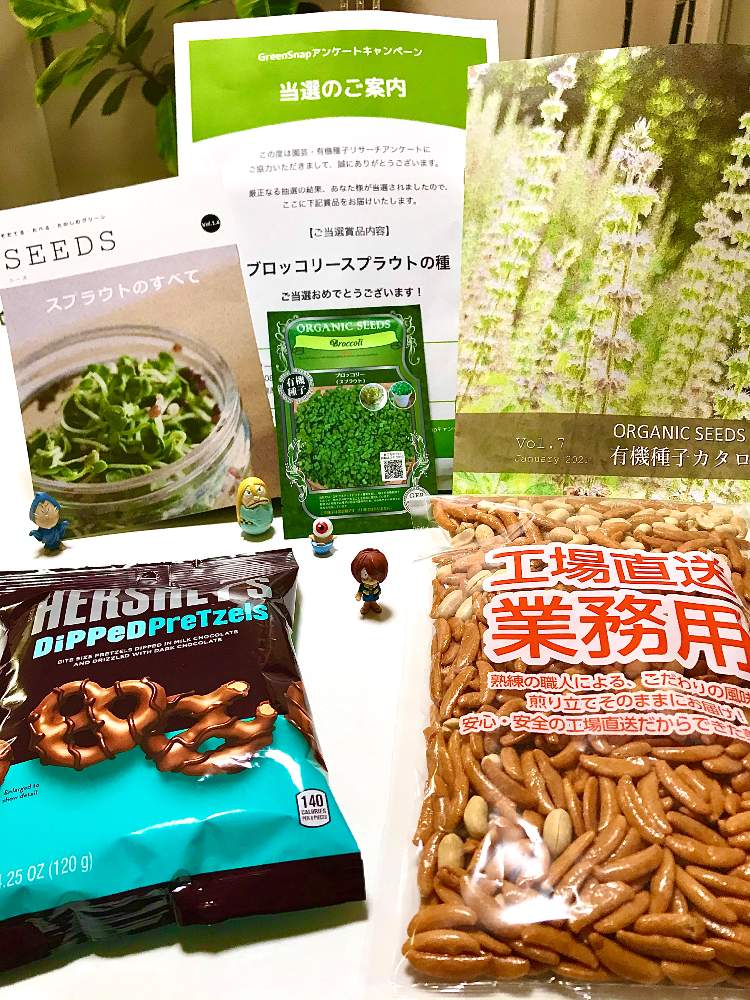 部屋の画像 by TIさん | 部屋とブロッコリースプラウトの種とブロッコリースプラウト✨と有機種子とGREENといっしょに食べたいスイーツオススメお菓子屋さんとグリーンフィールドプロジェクト