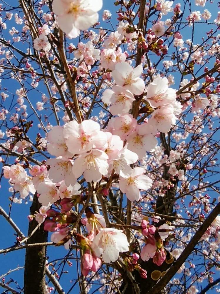 お出かけ先の画像 by 花いっぱい!さん | お出かけ先と名前を教えて!と見つけたよ♪とおきにいり ♡と鮮やかな色と鮮やか✨✨✨と澄んだ青空とこれから見頃と癒されます♥