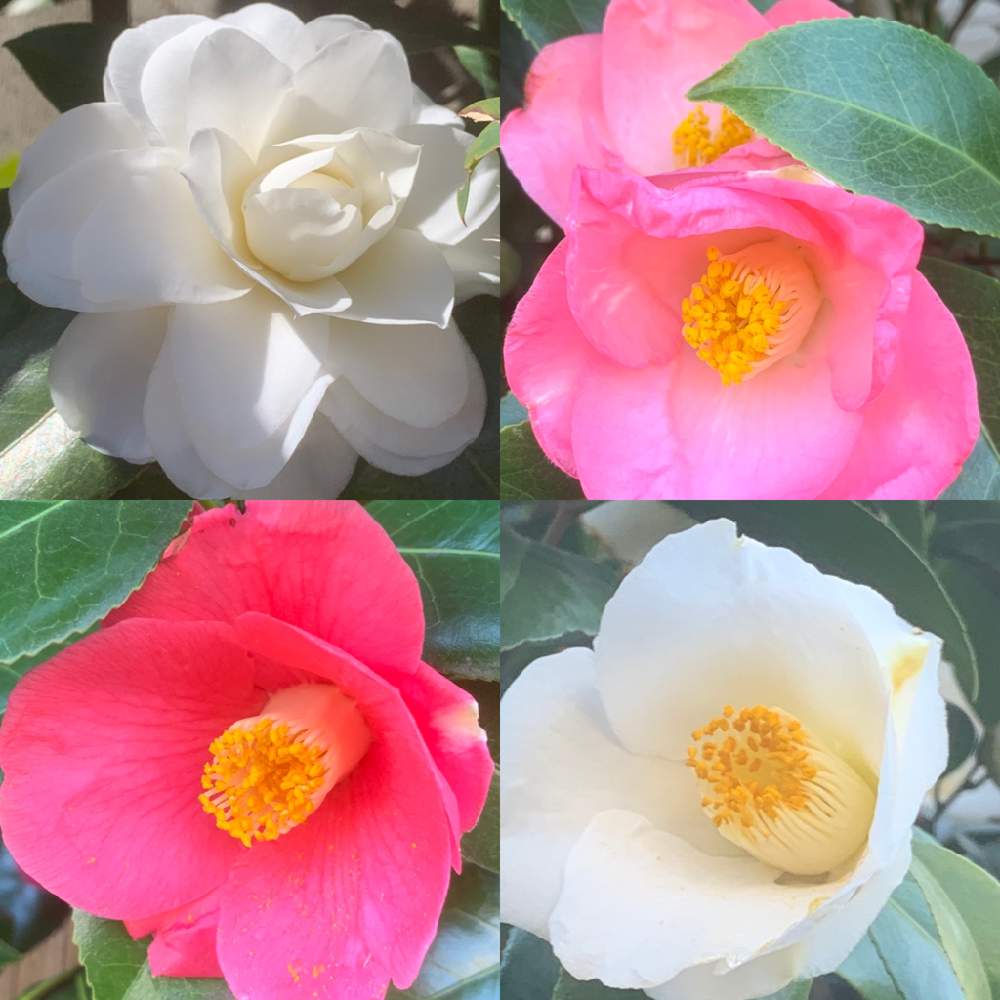 お出かけ先の画像 by まあみさん | お出かけ先とツバキと白色のツバキと赤色の花と街路樹の植え込みと春よ来い、早く来いとピンク❤︎ピンクと八重咲きと綺麗と白いお花と可愛いと椿 ツバキと道端とお散歩と純白マニアと白い花大好き同盟