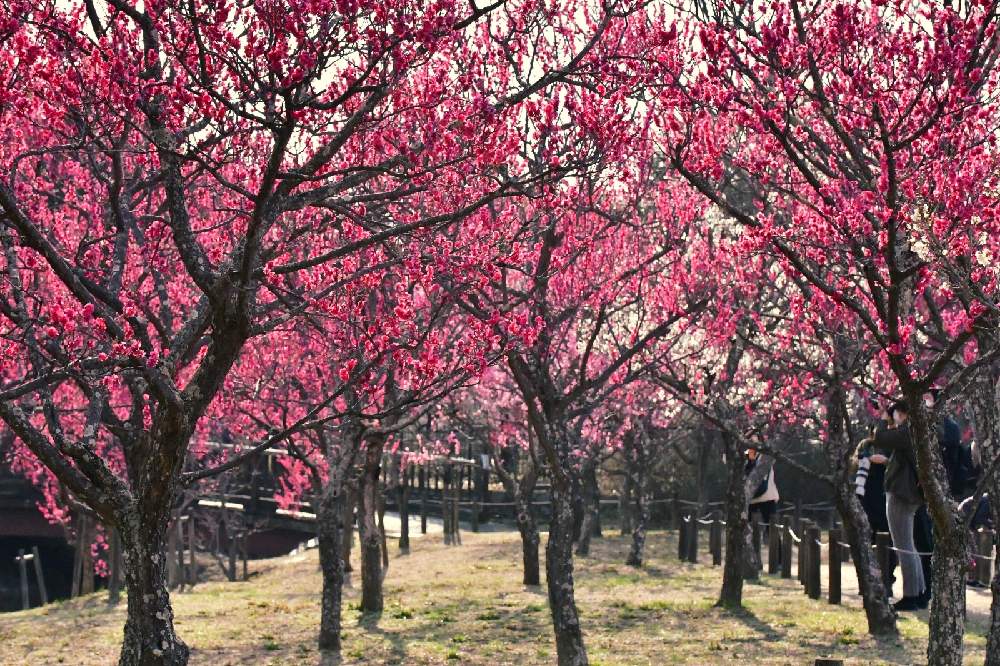 お出かけ先の画像 by コニぽんさん | お出かけ先と公園とスマホ撮影と馬見丘陵公園
