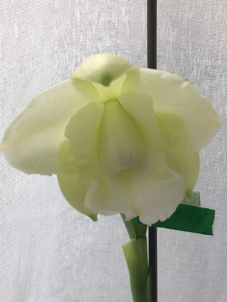窓辺の画像 by myaonさん | 窓辺とC.walkeriana alba‘Pendentive’とカトレア ワルケリアナ アルバ ペンデンティブと蘭タイムとにやにやがとまらない。と洋蘭と洋ラン栽培と素敵なお花とランの底無し沼とorchidと嬉しいとカトレア属と植中毒とオーキッドと蘭が好きと開花したと植欲お化けと洋ラン栽培奮闘記とランのある暮らしとペレポスト フォレスト ドリーム