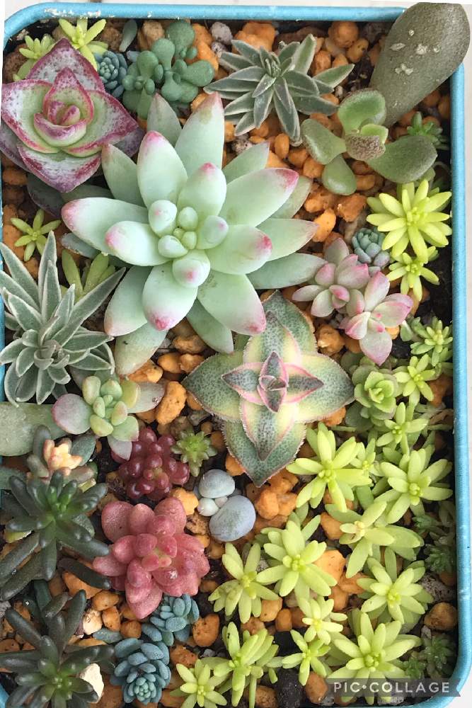 バルコニー/ベランダの画像 by ETさん | バルコニー/ベランダと多肉植物 寄せ植えとセダム属と多肉植物とセダム!と多肉大好きとセダム大好きと多肉植物寄せ植えと多肉寄せ植え