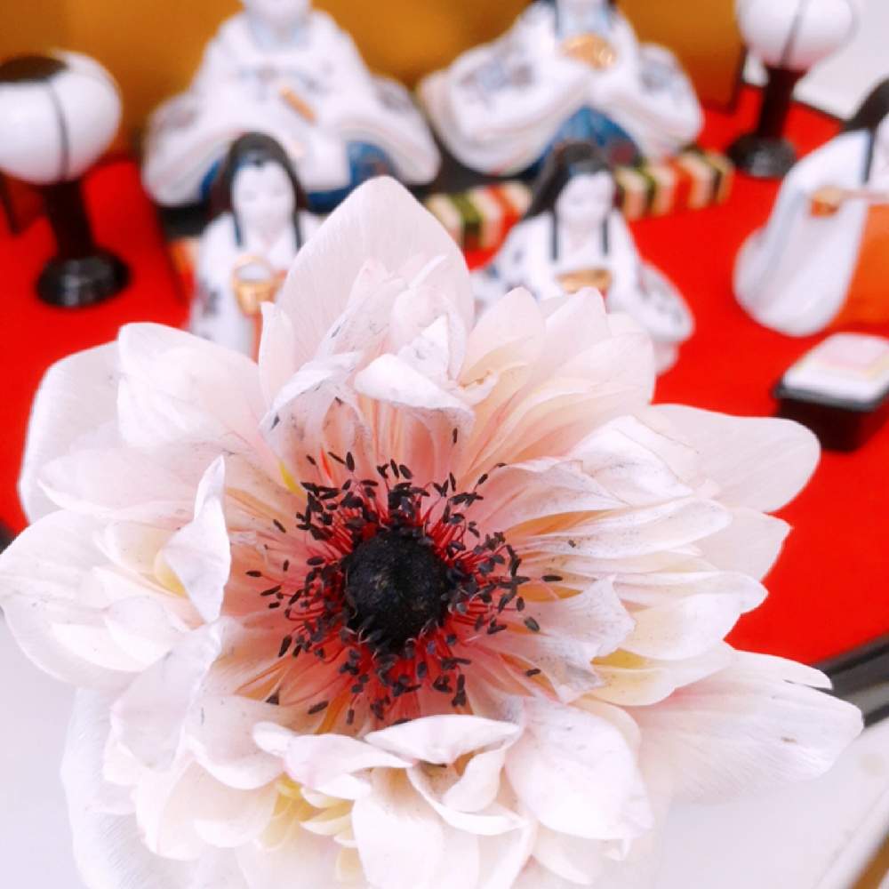 の画像 by hydrangea1112さん | ㊗️PONJIさん2800picとワクワクの花たちと春よ来い、早く来いとチーム花が好き♡とアネモネ凛々花とコロナに負けるな!とコロナおしりペンペン( ・᷄ὢ・᷅ )としあわせ運べるようにとNEWチーム横浜と㊗️じゅんさん2700picと明日はきっと良い日になるとアネモネ♡と花のある暮らしと頑張れ❗️日本
