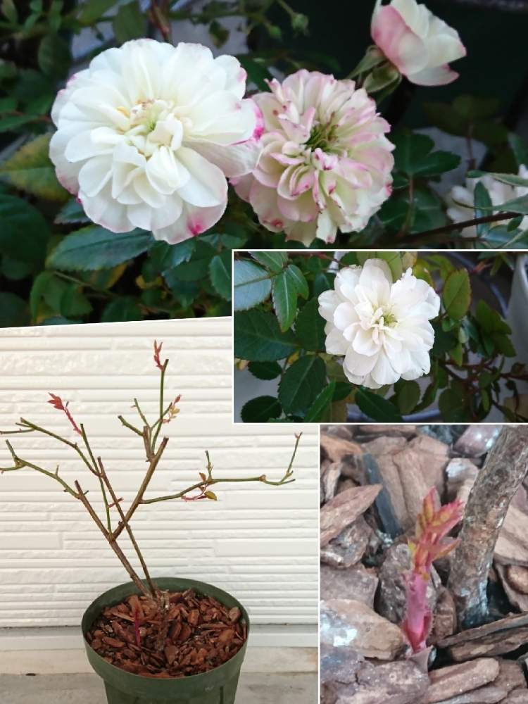 の画像 by はるちっちさん | ばら バラ 薔薇とミニバラ鉢植えとベランダガーデニングと薔薇 バラ ばらとベランダガーデンとバラ 鉢植えとバラ・オールドローズと鉢植えとミニバラを楽しむとミニバラ好きとガーデニングと花のある暮らしとバラ・ミニバラとバラを楽しむ