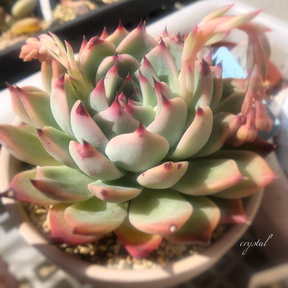 小さな庭の画像 by クリスタルさん | 小さな庭とチワワエンシスと多肉植物と多肉のある暮らしと植中毒と茨城タニラーとタニラーとクリスタルのチワワエンシス