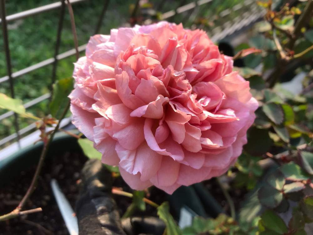 小さな庭の画像 by anneさん | 小さな庭とばら バラ 薔薇とバラのある暮らしとおうち園芸とバラ 鉢植えとイングリッシュ・ローズとジュビリー セレブレーションとバラが好きとバラを楽しむ