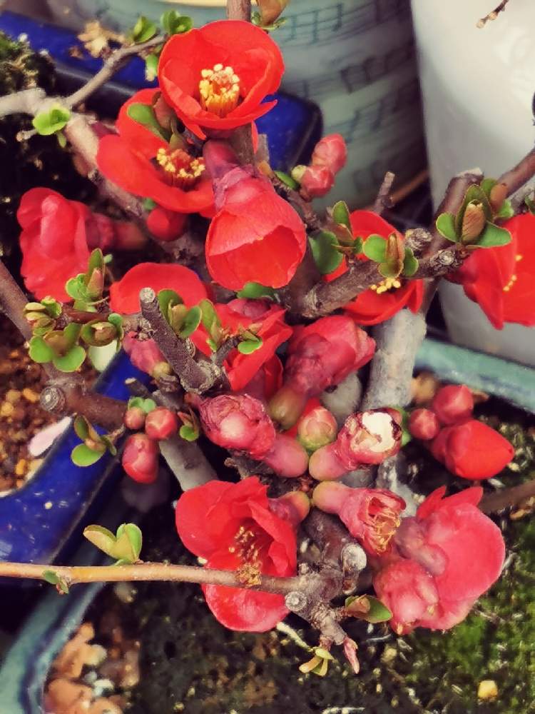 の画像 by マカロンさん | 春のお花と小さな幸せ❤とぼけのはなと春の訪れと木瓜の花とflowerとgsでの出会いに感謝♡と赤い花と花のある暮らしとおうちで自然を感じる