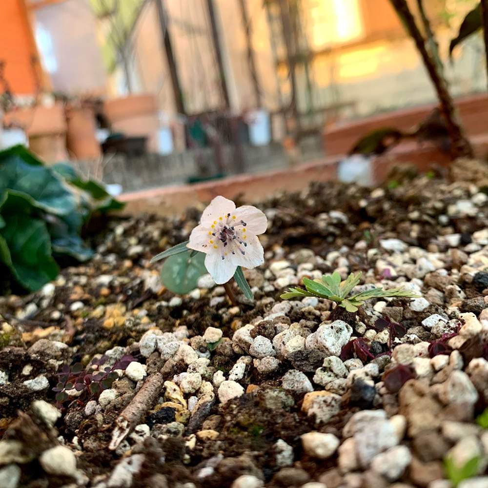 小さな庭の画像 by guchaさん | 小さな庭とセツブンソウとセツブンソウとEranthis pinnatifidaとロザん家の花壇と魅惑の山野草*.*~