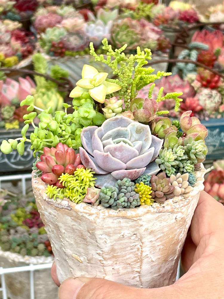 バルコニー/ベランダの画像 by hideさん | バルコニー/ベランダと多肉植物の寄植えとセダム属とオトメンズと多肉16同期と多肉植物と多肉男子とHTCとジジババ同盟とベランダガーデニングとリエール苗とシマムラ園芸と植中毒とエケベリア属とタニラーとオブラー党とpots鉢。と多肉植物の寄植とバルコニスト
