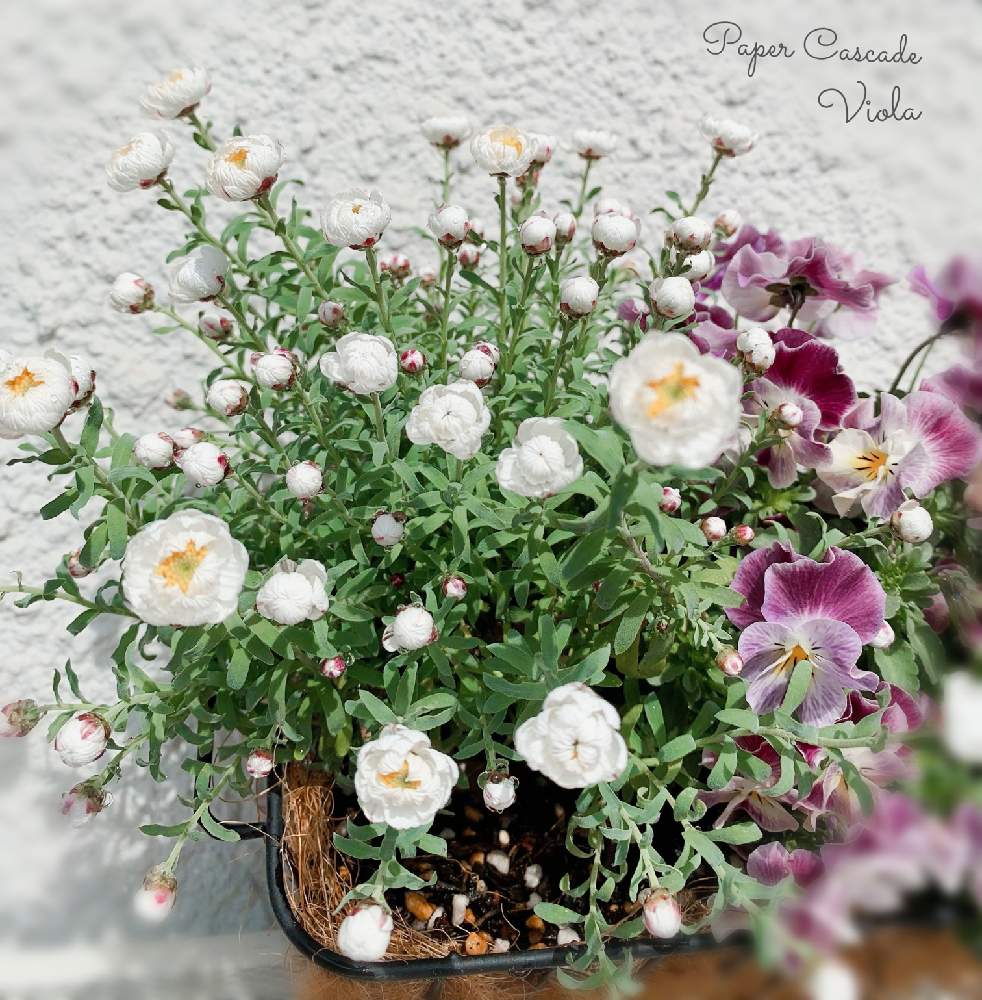 の画像 by oharuさん | ハナカンザシとビオラと寄せ植えとビオラ寄せ植えとビオラ・パンジーとハナカンザシ♡
