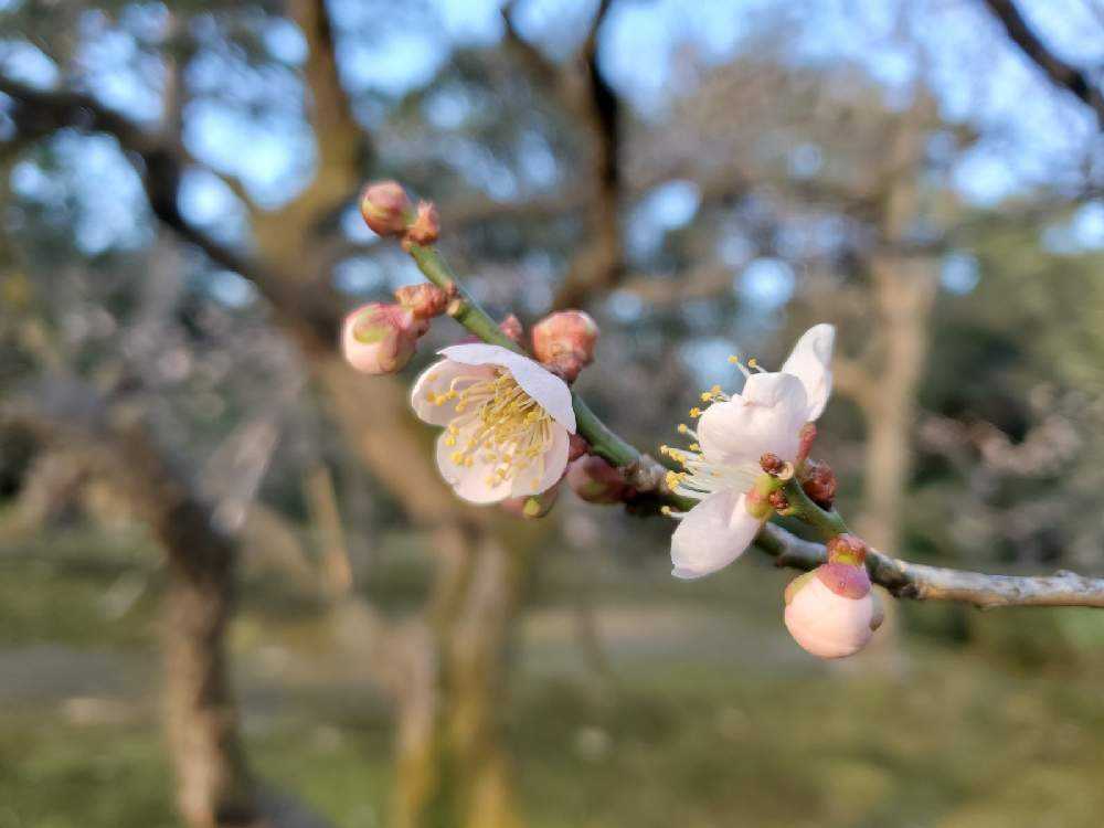 の画像 by ユカリさん | 鶯宿と兼六園と早朝散歩