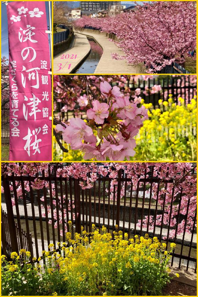 お出かけ先の画像 by みー♡♡さん | お出かけ先と河津桜満開と古都を散策とバラと夢CLUBと春一番