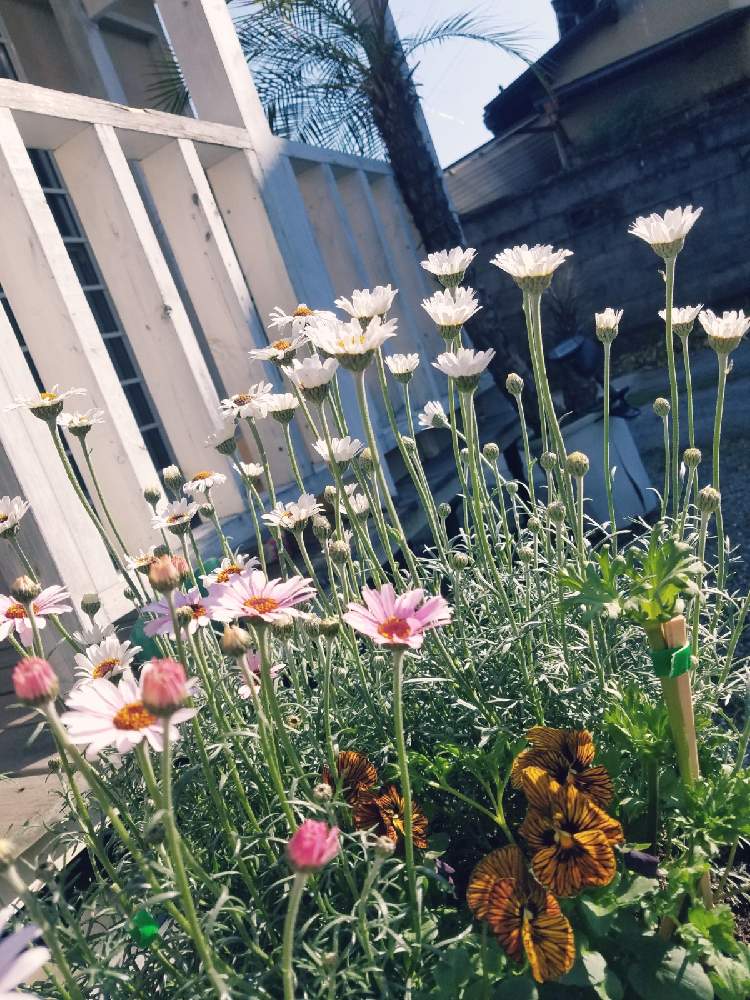 テラスの画像 by ユーコロさん | テラスと寄せ植えとローダンセマム・プチマカロンとおうち園芸と庭に咲いているお花とローダンセマム アフリカンアイズと鉢植えとガーデニングと花のある暮らし