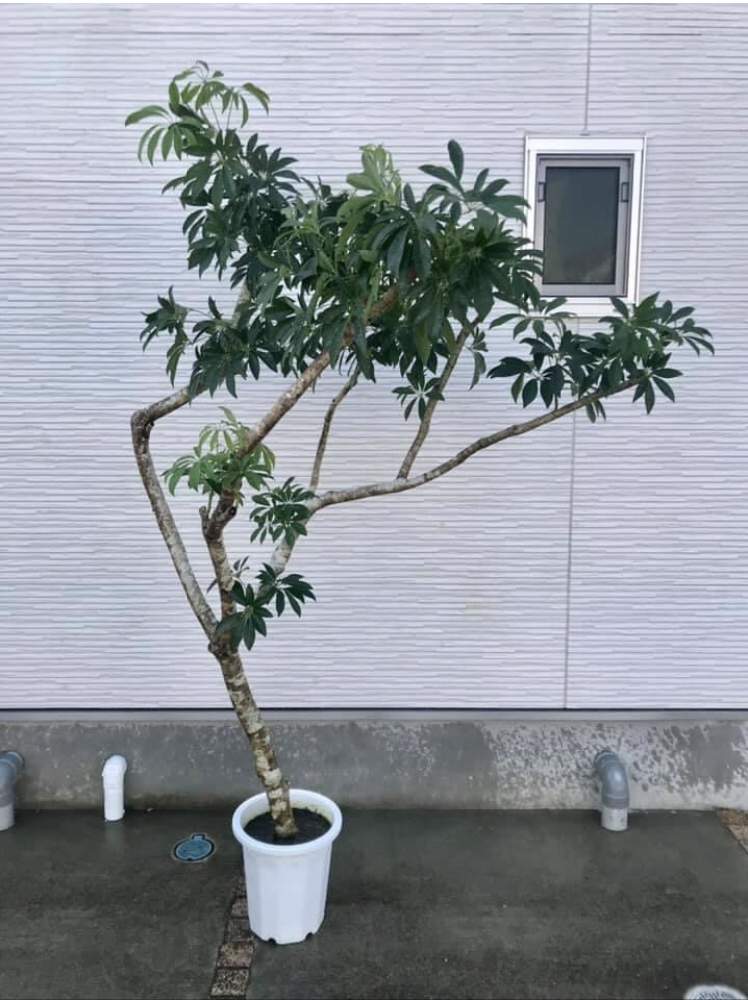 の画像 by CLUTCH FURNITUREさん | シェフレラとボタニカルと観葉植物と植物のある暮らしと男前植物とグリーンショップと樹形とリビングと葉っぱアートと神戸
