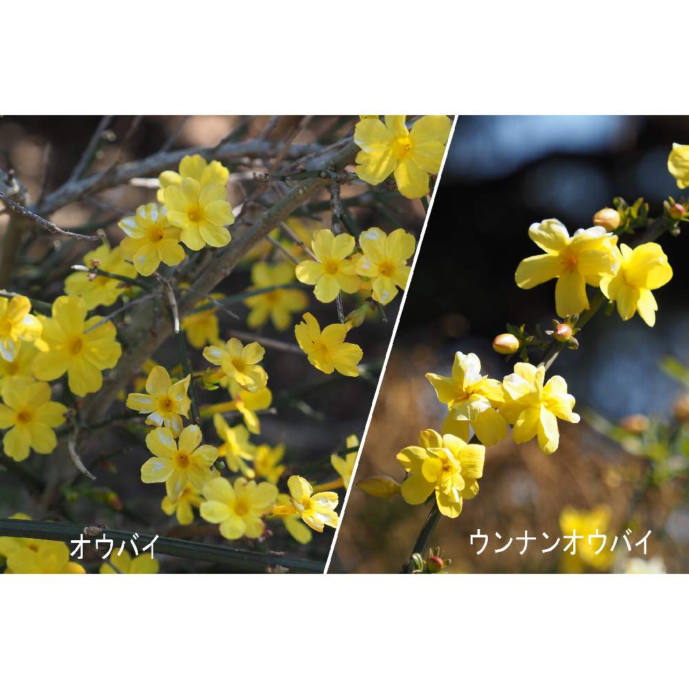 お出かけ先の画像 by 我楽多さん | お出かけ先とオウバイとウンナンオウバイとお散歩(花)とお散歩と大船フラワーセンターとOLY 40-150mm F2.8 ProとOM-D E-M1Ⅱ