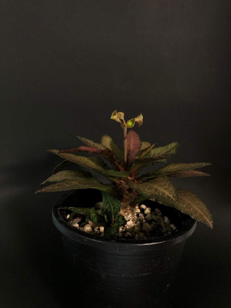 窓辺の画像 by hittyyさん | 窓辺と開花中と植物のある暮らしとフランコイシーと美しい葉と緑のある暮らしと棘好きとユーフォルビア属。と綺麗な緑❤とユーフォルビアと緑大好き❤