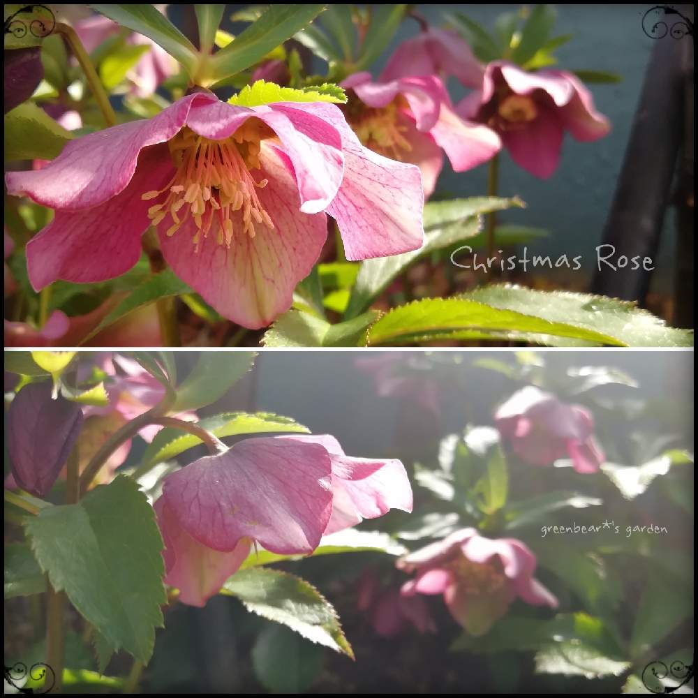 小さな庭の画像 by greenbear*さん | 小さな庭とクリスマスローズと薔薇愛同盟と古株さんと地植えクリスマスローズとクリスマスローズ愛同盟とおうち園芸と植中毒とクリスマスローズ・シングルとイングリッシュガーデンに憧れてとみてみて~2020~と成長記録と花のある暮らしとロザリアンと庭の宿根草と咲いた!
