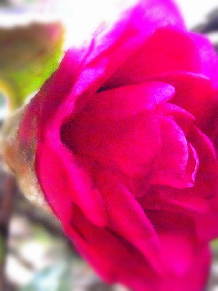 広い庭の画像 by 風の駅さん | 広い庭と山茶花とあっ火曜日と花曜日とFinepix S2500HD撮影と火曜はマクロの発表会と真っ赤な火曜日