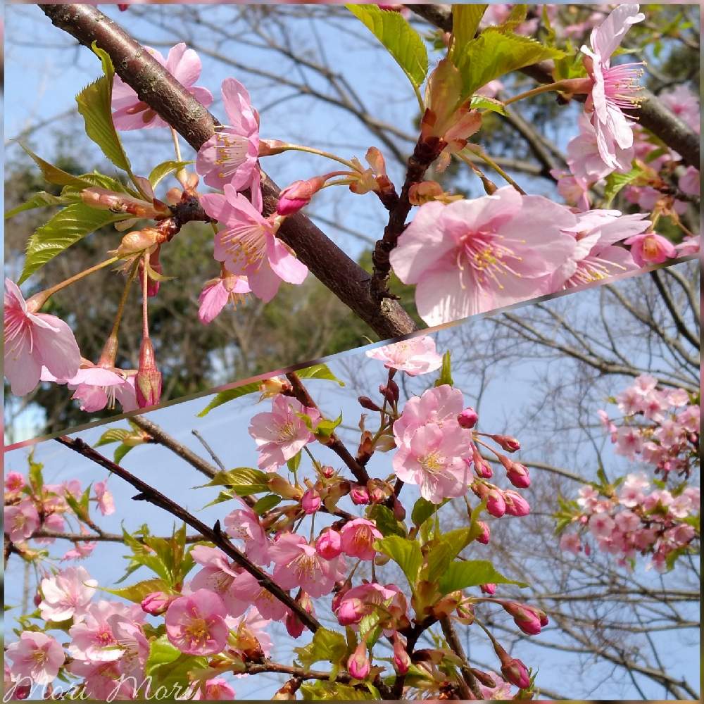 お出かけ先の画像 by 森 森さん | お出かけ先と河津桜と鶴見緑地にてとこんな時こそ花をとさくら 桜 サクラと医療現場の人々に感謝と森の負けないぞ❗️