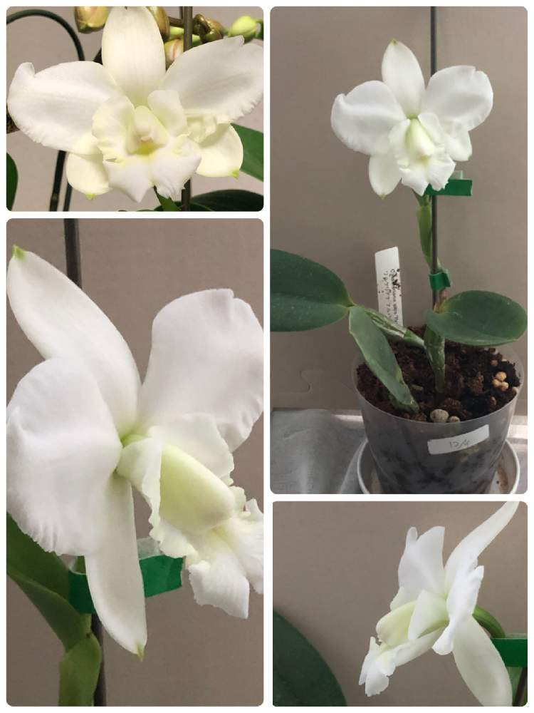 部屋の画像 by myaonさん | 部屋とC.walkeriana alba‘Pendentive’とカトレア ワルケリアナ アルバ ペンデンティブと蘭タイムとにやにやがとまらない。と洋蘭と愛嬌のあるお花と洋ラン栽培とランの底無し沼とorchidと嬉しいとカトレア属と植中毒とオーキッドと蘭が好きと開花したと植欲お化けと洋ラン栽培奮闘記とランのある暮らしとペレポスト フォレスト ドリーム