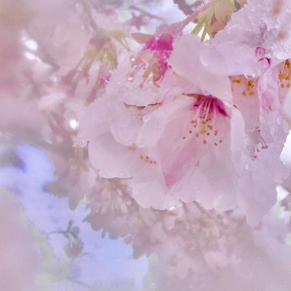お出かけ先の画像 by ヒーちゃんさん | お出かけ先と誕生花とさくら 桜 サクラと今日はなんの日