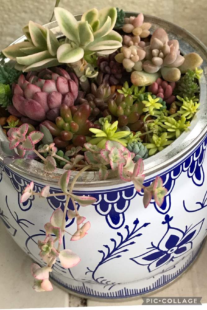 バルコニー/ベランダの画像 by ETさん | バルコニー/ベランダと多肉植物 寄せ植えと多肉植物と多肉植物寄せ植えと多肉寄せ植えと多肉大好き
