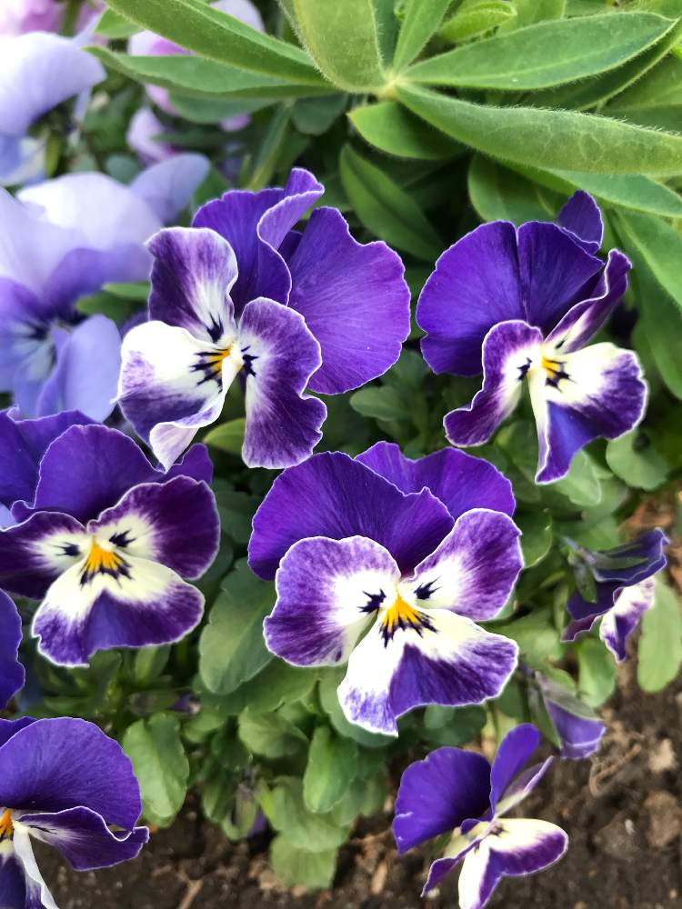 広い庭の画像 by グッチさん | 広い庭とビオラと寄せ植えと紫色の花とおうち園芸とビオラ可愛い♡と可愛らしいビオラ
