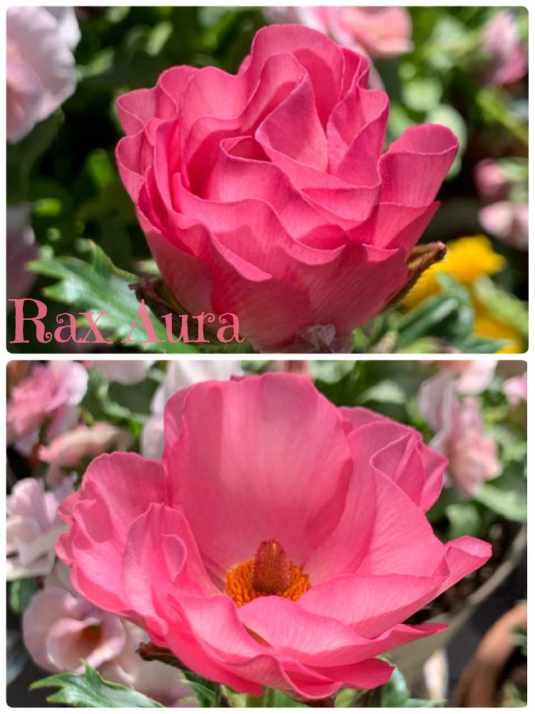 バルコニー/ベランダの画像 by TOMOKOさん | バルコニー/ベランダとピンクの花と癒しとおうち園芸とありがとうと頑張ってとガーデニング初心者と❇︎ラナンキュラスと鉢植えと可愛いとガーデニングと花のある暮らし