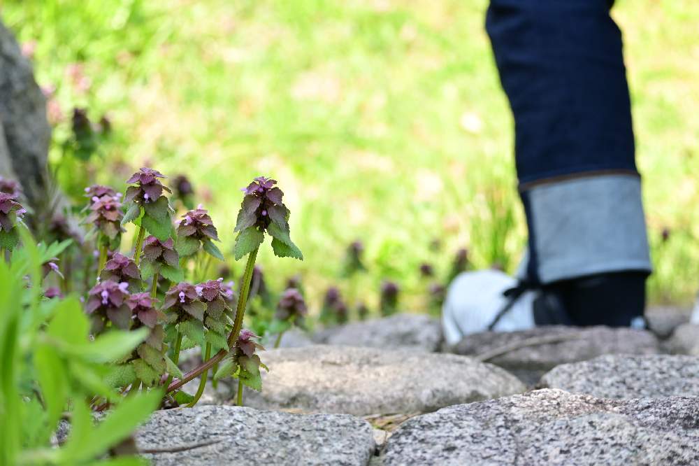 お出かけ先の画像 by ゆっちさん | お出かけ先と植物からパワー❣️と私の花の写真とコロナに負けない‼️と植物に感謝と癒されると花の写真撮るのが好きといつも見てくれてありがとう♥︎∗*゚とヒメオドリコソウ♡と息子にエールとNikonと春の足音