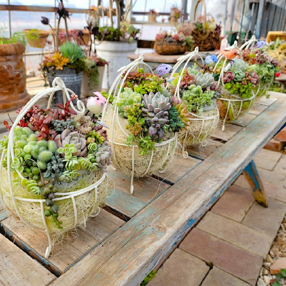 の画像 by 河野自然園さん | セダム属と多肉植物と神奈川とGS映えと横浜とRinと多肉女子とレッスンとナチュラルスタイルとガーデニングと多肉寄せ植えと河野自然園とたまご