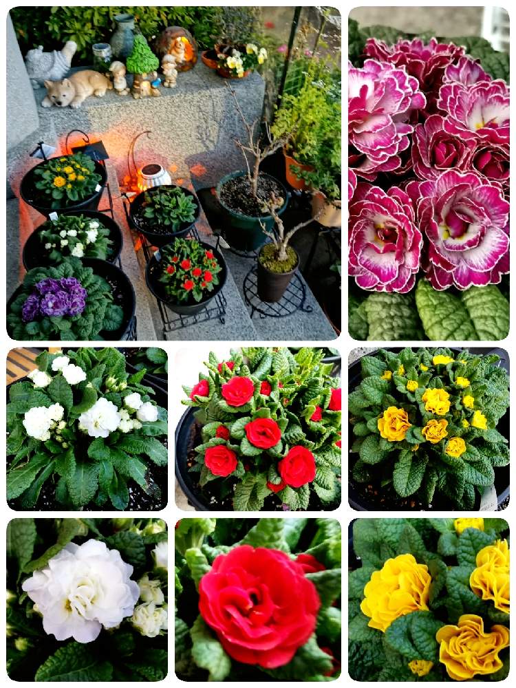 の画像 by マカロンさん | 春のお花とプリムラベラリーナ♡ピンクアイスとプリムラベラリーナ♡ゴールディーと小さな幸せ❤とプリムラベラリーナ♡ライブリーライラックと春の訪れとプリムラベラリーナ♡カルメンとflowerとプリムラ ベラリーナとgsでの出会いに感謝♡と花のある暮らしとおうちで自然を感じるとプリムラベラリーナ♡バレンタイン