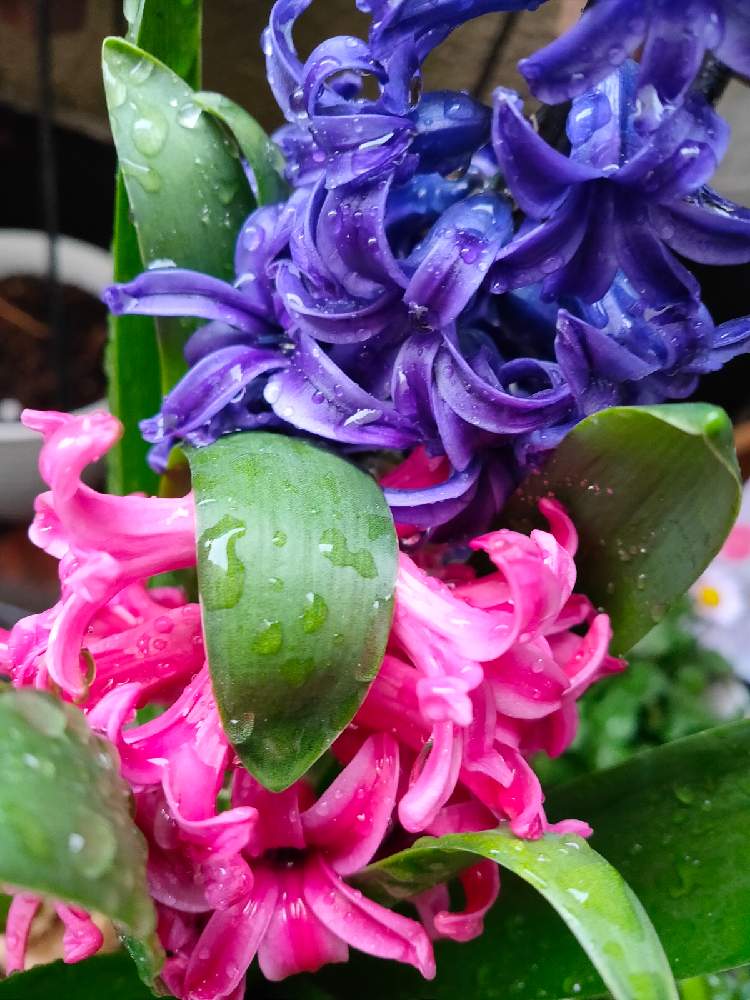 玄関の画像 by reomamaだワンさん | 玄関とヒヤシンスと香りがいい花とおうち園芸とヒヤシンスの花と濃いピンクのお花と紫の花