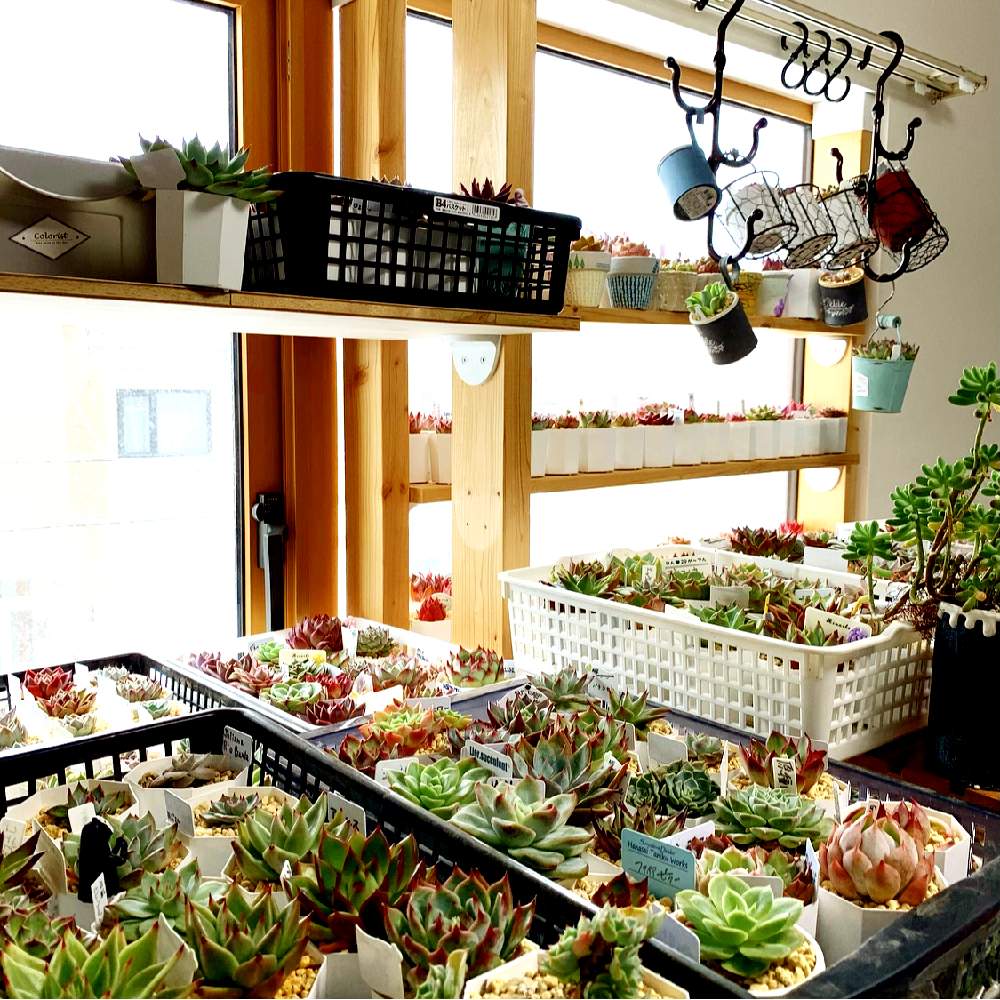 窓辺の画像 by リトmegさん | 窓辺と多肉植物と多肉大好きと多肉のある暮らしと多肉植物のある暮らしとno green no lifeとおうち園芸と今日の一枚とエケベリア属とタニラーと成長記録とgreenと北海道と室内管理とsucculent