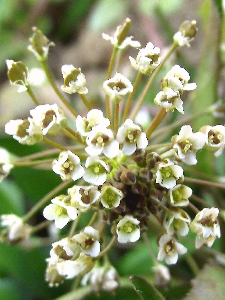 畑の画像 by 風の駅さん | 畑となずな(ぺんぺん草)とFinepix S2500HD撮影と火曜はマクロの発表会
