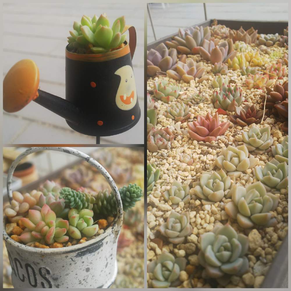 バルコニー/ベランダの画像 by ぼんぼんさん | バルコニー/ベランダと多肉植物 寄せ植えと多肉植物と神奈川タニラーと多肉増やしたい