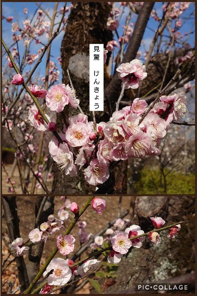 の画像 by トリトンさん | 見驚梅とうめと花梅 見驚とキュンキュン乙女倶楽部と医療・介護の皆様に感謝と春よ来い、早く来いと山火事鎮火を願ってとピンク❤︎ピンクと癒やされる♡とGS日和と羽根木公園としあわせ運べるようにと地震お見舞い申し上げますとキュンキュン乙女倶楽部No.183と青空とコラボシリーズとかわいいとGS散歩☆世田谷と純白マニアと調べた由来