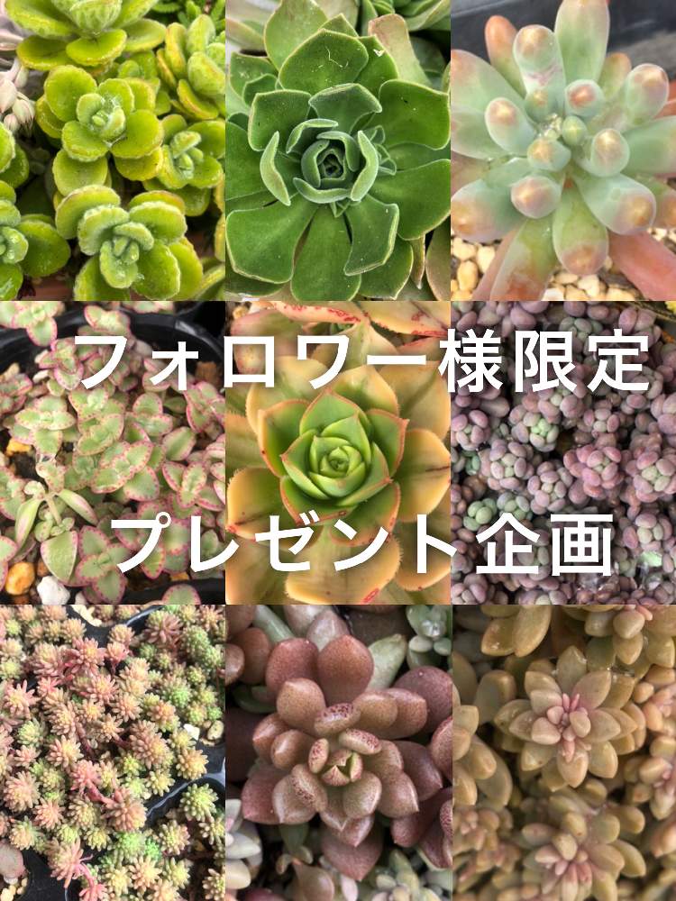 小さな庭の画像 by クリスタルさん | 小さな庭と多肉植物とプレゼント企画と多肉のある暮らしと植中毒と茨城タニラー