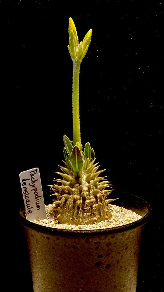 の画像 by ronさん | Pachypodium densicaule.とダイニングテーブルとカクタス広瀬