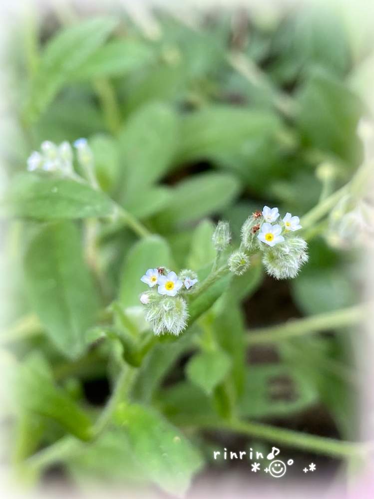 の画像 by rinrin♪さん | ワスレナグサとかわちいと今日のお花