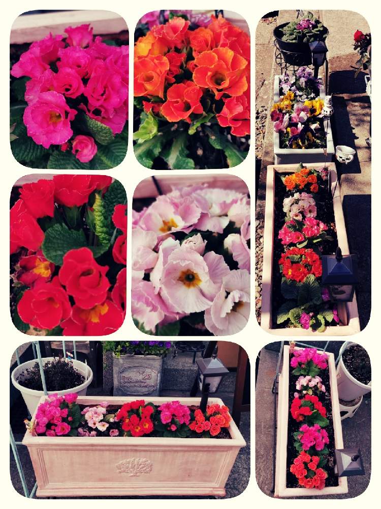 の画像 by マカロンさん | 春のお花と小さな幸せ❤と春の訪れとバラ咲きプリムラジュリアンとflowerとgsでの出会いに感謝♡と花のある暮らしとプリムラジュリアン♡とおうちで自然を感じる