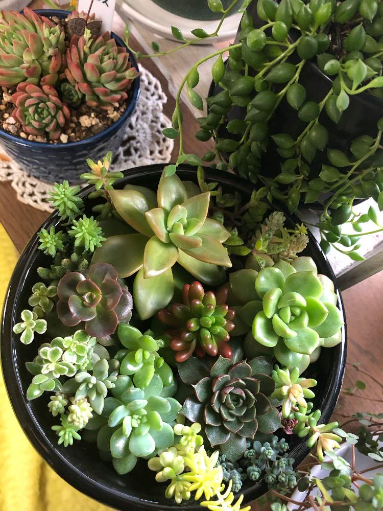 部屋の画像 by KAN€€さん | 部屋と多肉植物とカット苗とダイソーと寄せ植えと初心者と狩っ多肉とおうち園芸と日当たり良好と日光浴と多肉女子とフリマと日向ぼっこと多肉初心者