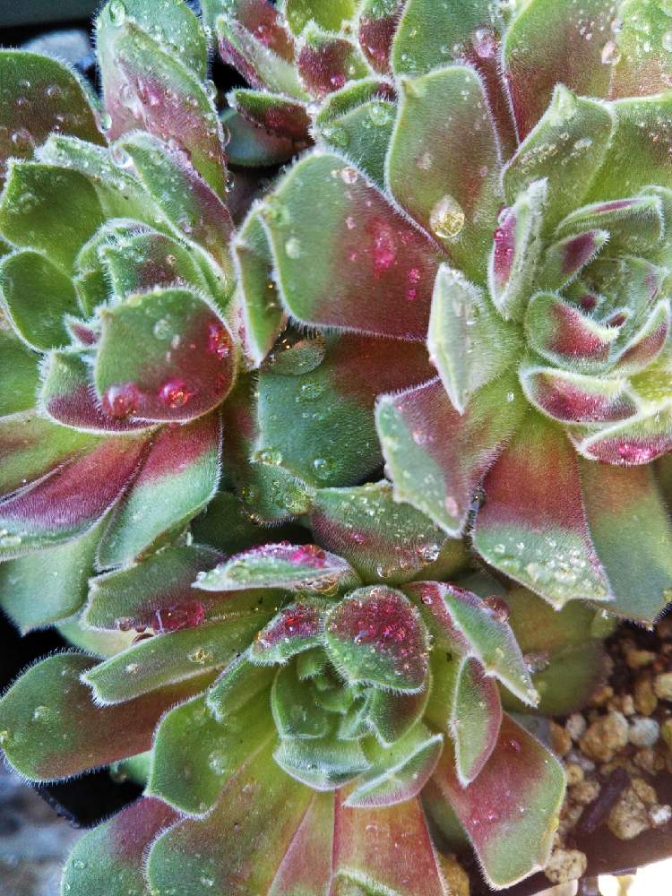棚の画像 by はははさん | 棚と多肉屋敷と多肉植物と観葉植物とsempervivumとセンペルビヴム属とセンペルビウム☆とセンペルビウム属とおうち園芸とアップルブロッサム!と紅葉多肉とセンペルビブムと群生派