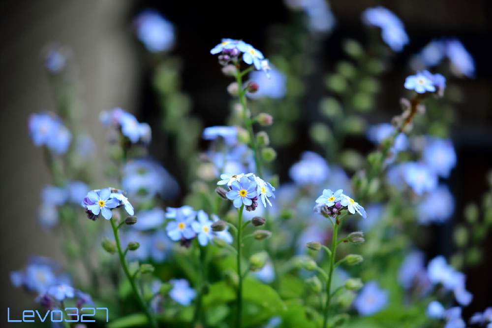 小さな庭の画像 by Levo327さん | 小さな庭とワスレナグサと青い花と背景ボケとおうち園芸とCanon EOS 5D Mark IIIと今日のお花