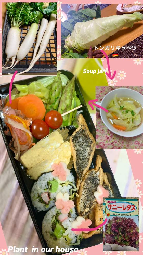 畑の画像 by kane flowerさん | 畑と借畑とK.F cookingと私畑と中ぐらいの庭と埼玉県と自家製野菜と無農薬有機栽培と無農薬 無化学肥料栽培とK.F家庭菜園と2021 K.F 家庭菜園